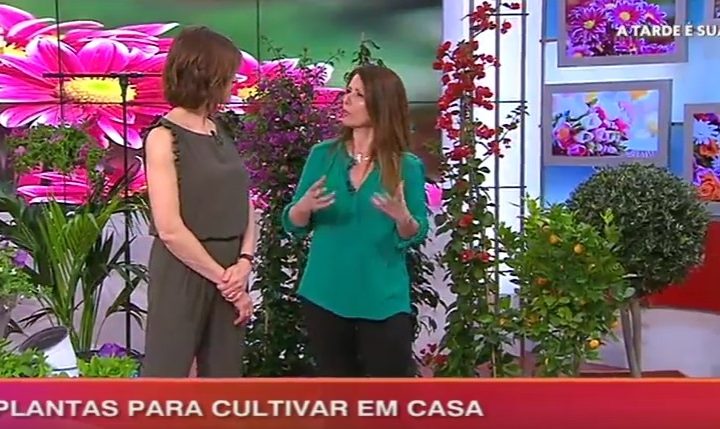 árvores para terraços
