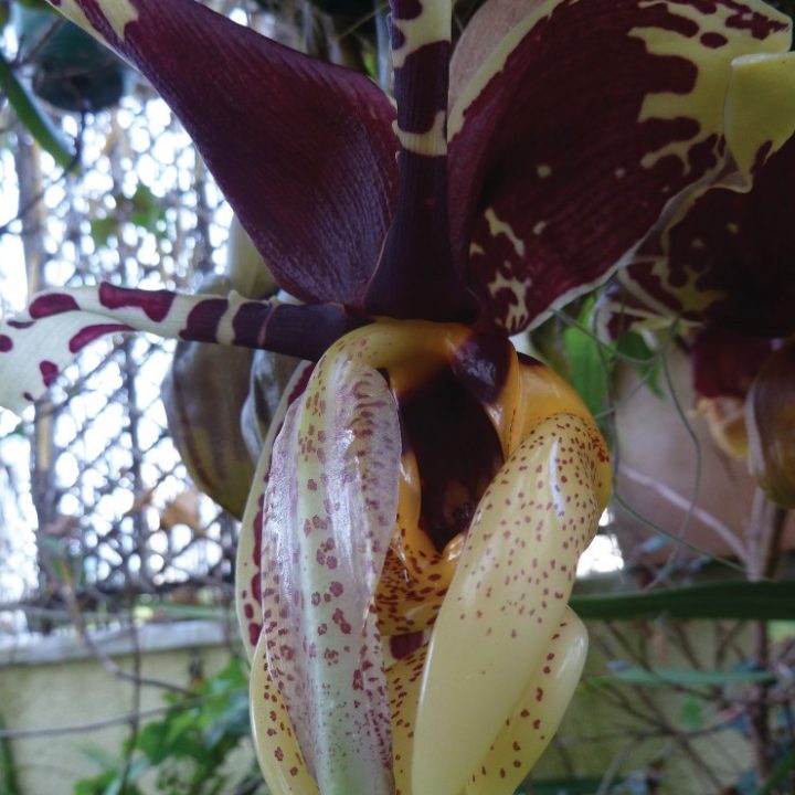 Stanhopea