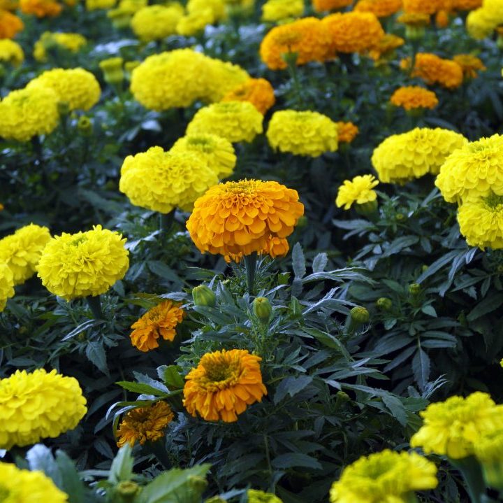 plantas auxiliares