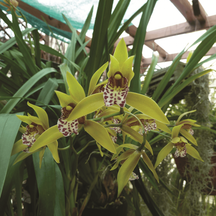 orquídeas mediterrânicas