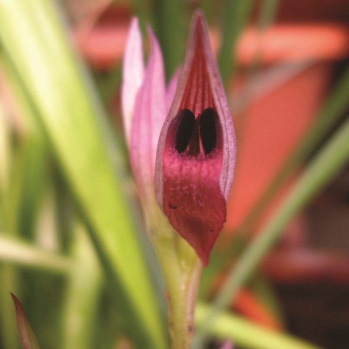 orquídeas mediterrânicas