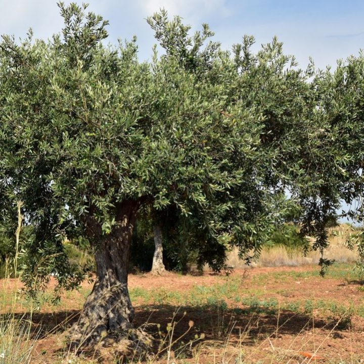 oliveira