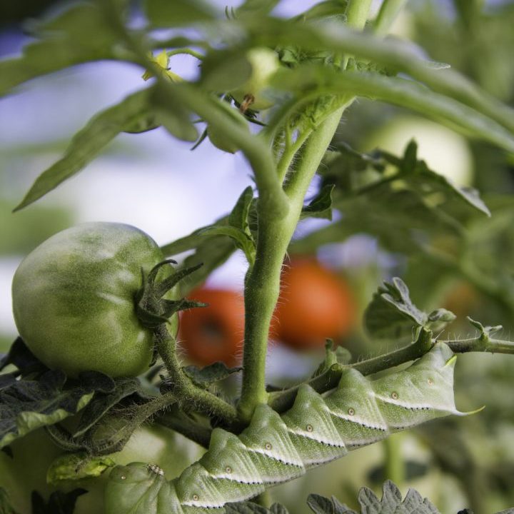 hortícolas
