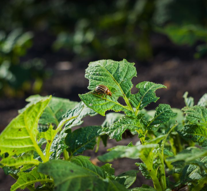 hortícolas