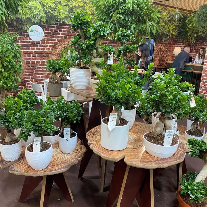 Bonsai