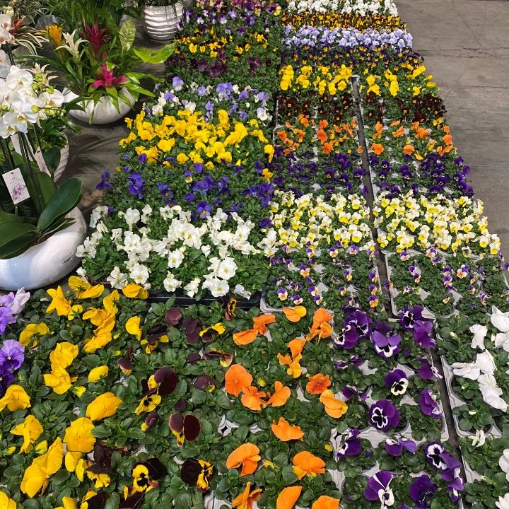 Flores de época