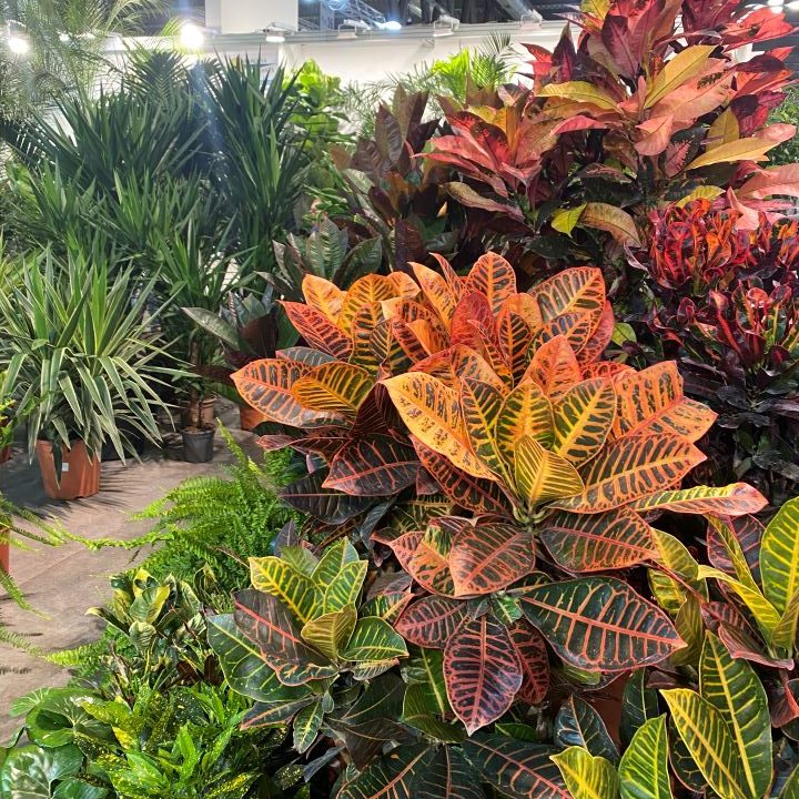 Plantas de interior