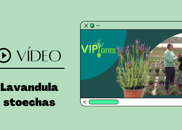 VIPlantas: Lavandula stoechas