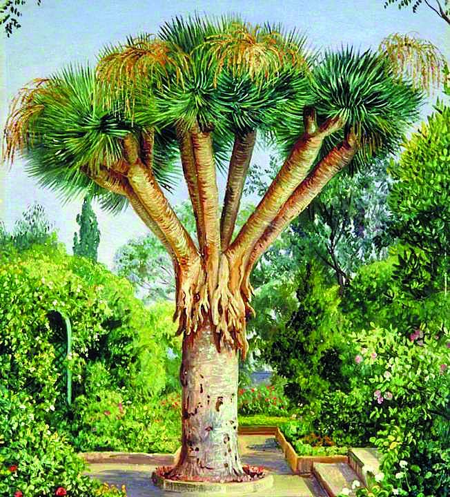 Tenerife, desenho de Dracaena draco (L.) L.