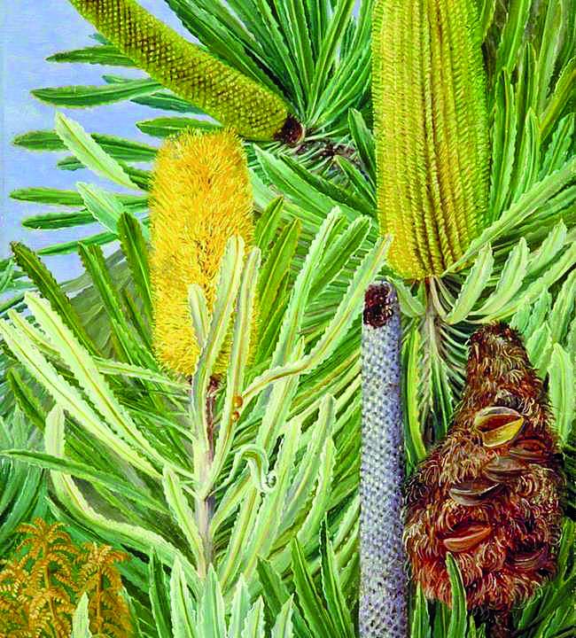 Tasmânia, desenho de Banksia attenuate R.Br.
