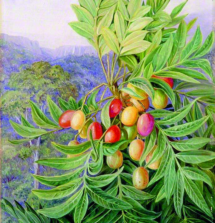 África do Sul, desenho de Harpephyllum caffrum Bernh
