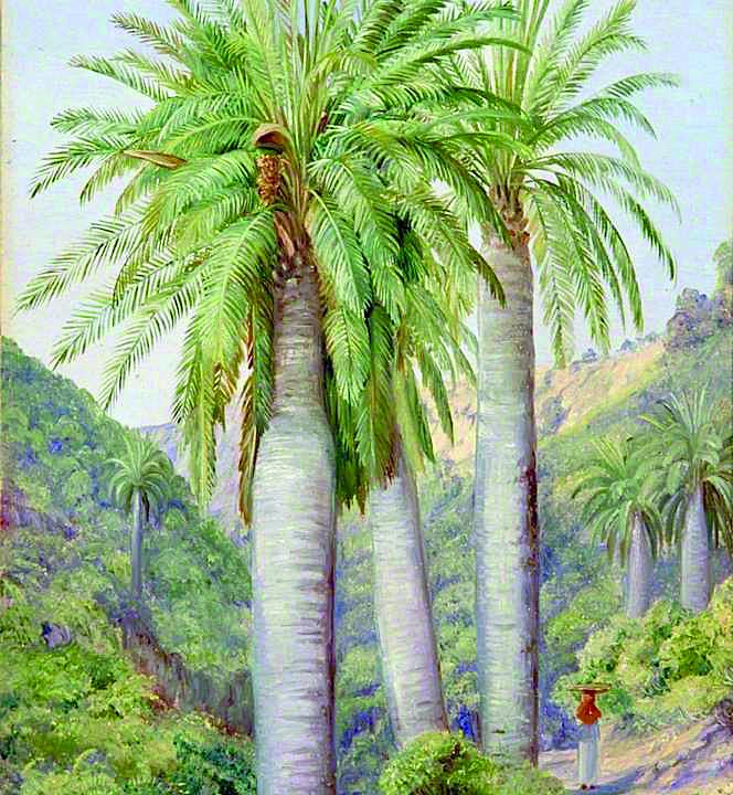 Chile, desenho de Jubaea chilensis (Molina) Baill