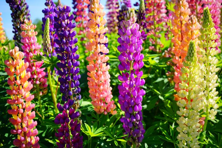 TREMOÇO-DE-JARDIM (LUPINUS HYBRIDUS)
