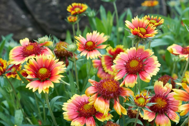 GAILÁRDIA (GAILLARDIA X GRANDIFLORA)
