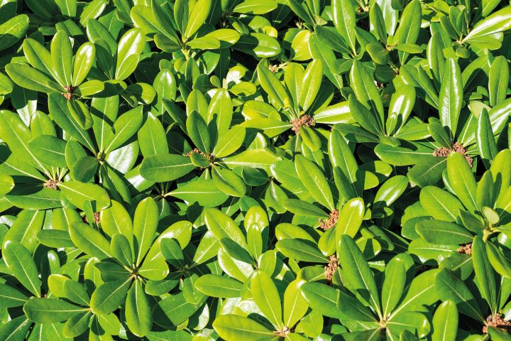 pittosporum