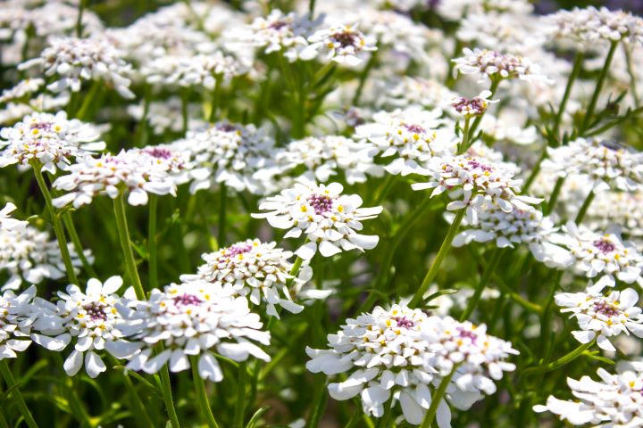 IBERIS ( IBERIS SEMPERVIRENS)