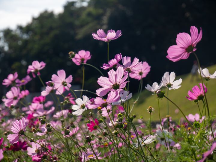 COSMOS (COSMOS BIPINNATUS )