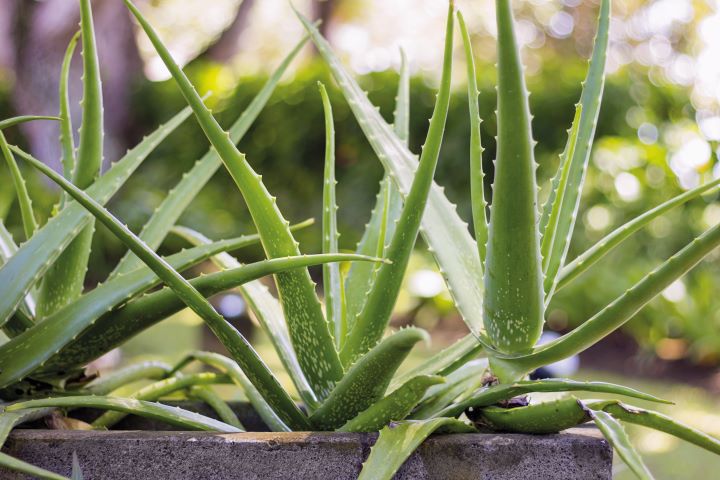 Aloe