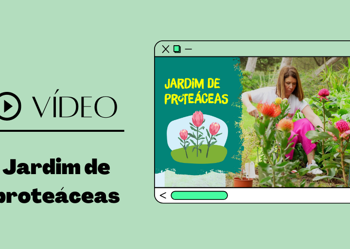 jardim de proteáceas