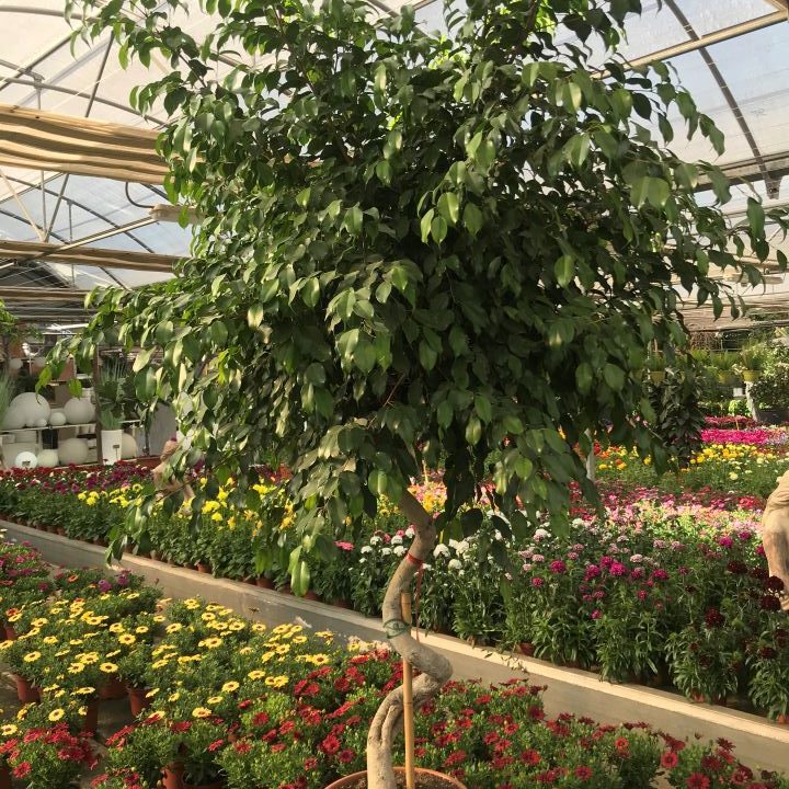 ficus benjamina