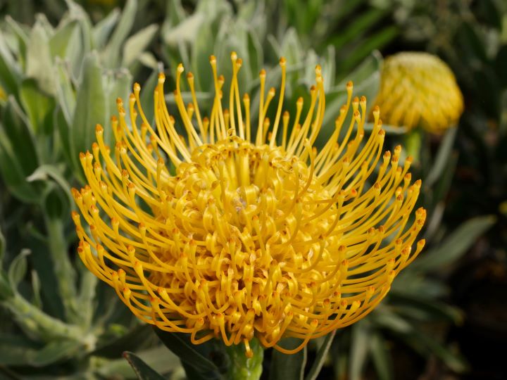 protea