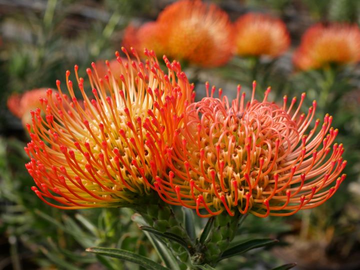 protea