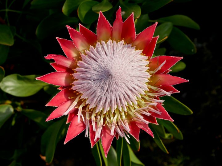 protea