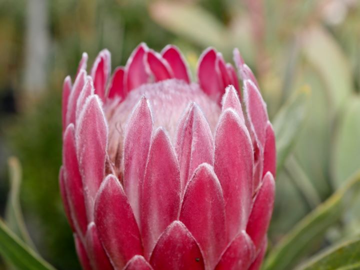 protea
