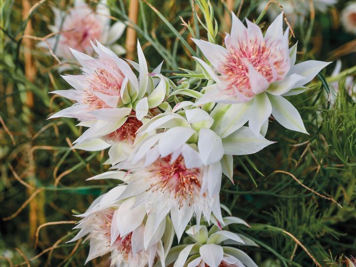 protea