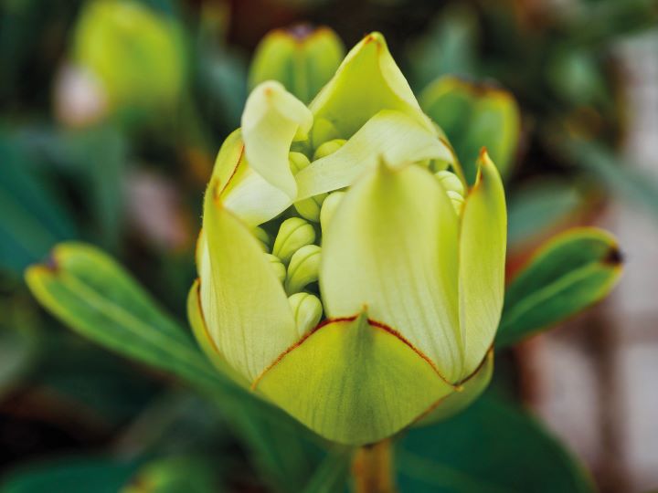 protea