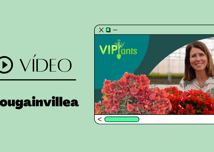 bougainvillea