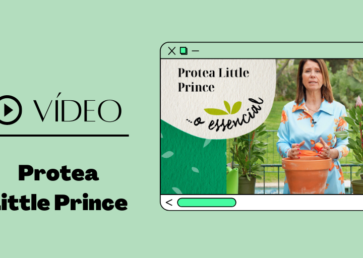 protea little prince