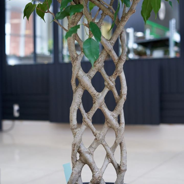 ficus benjamina