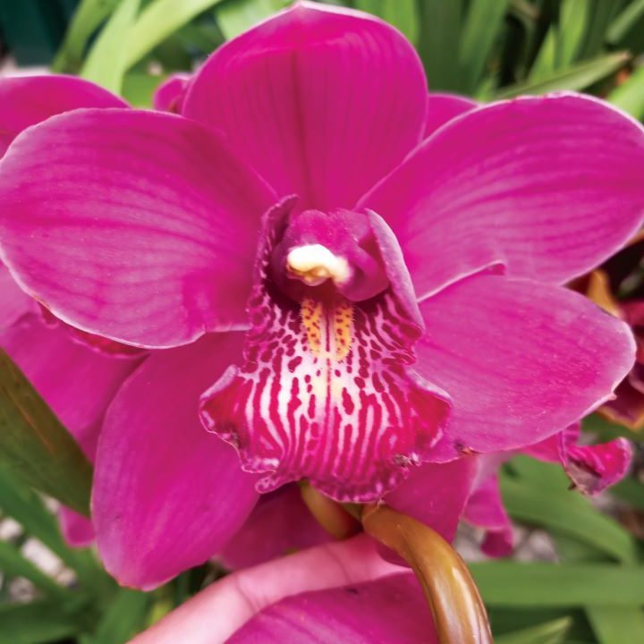 Cymbidium-Barrorch-Elis