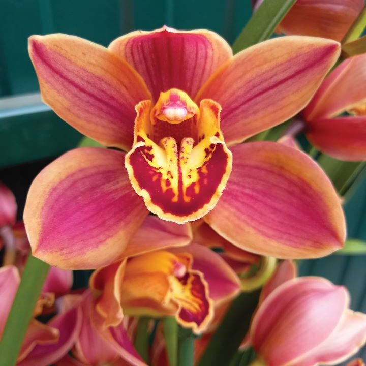 Cymbidium Barrorch Luisa