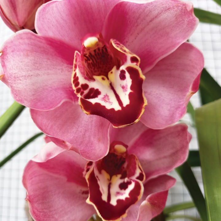 Cymbidium-Barrorch-Marcia