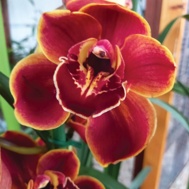 Cymbidium-Barrorch-Sofia