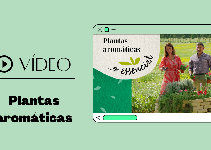 Plantas aromáticas... o essencial
