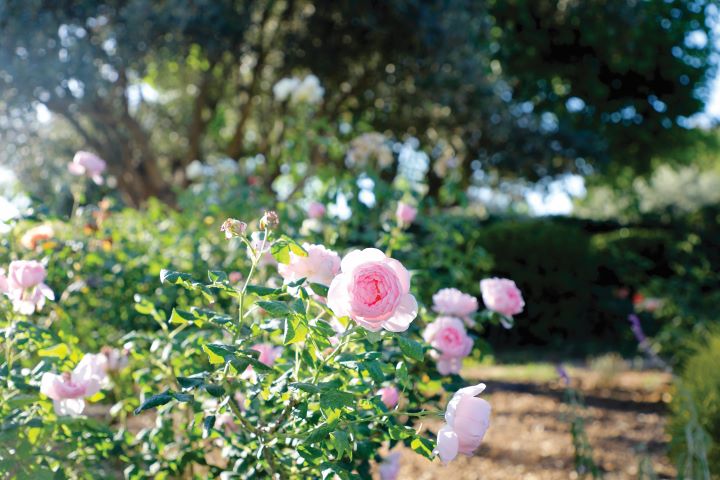 Quinta das Flores, Azeitão