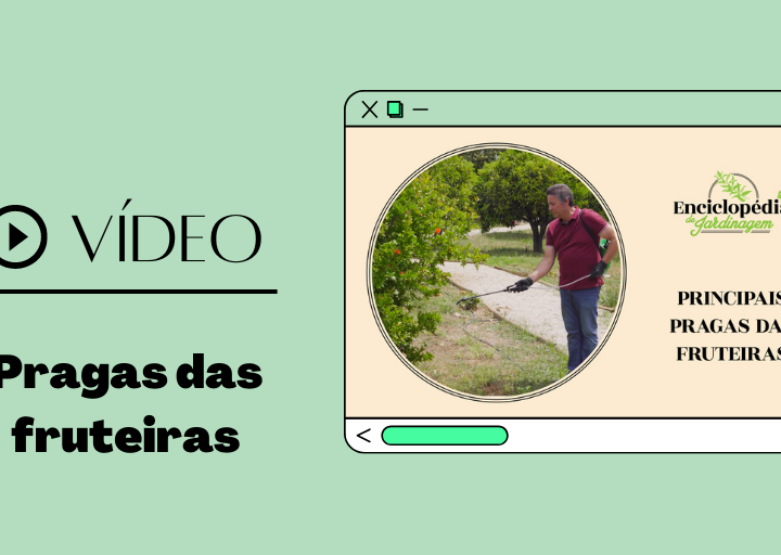 principais pragas das fruteiras
