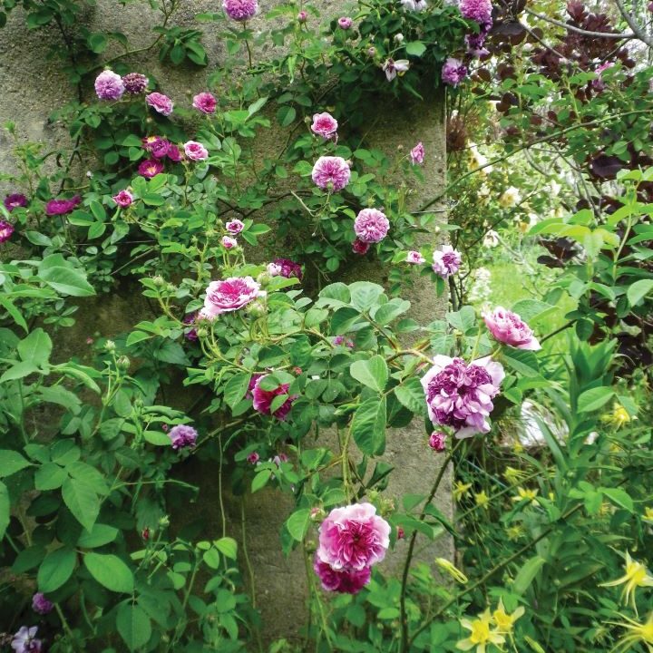 Russelliana