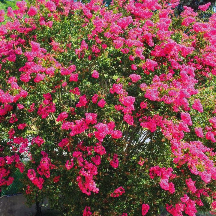 Lagerstroemia