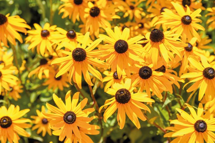 Rudbeckia