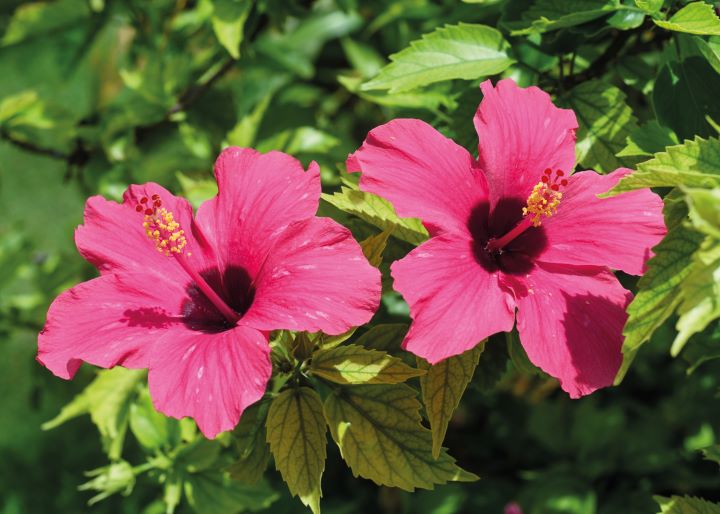 hibisco