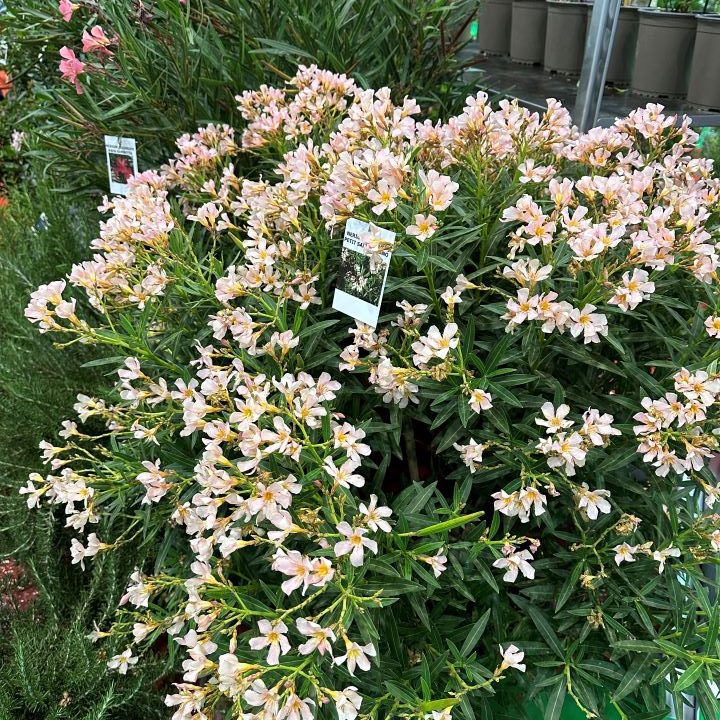 NERIUM OLEANDER PETIT SALMON NANA