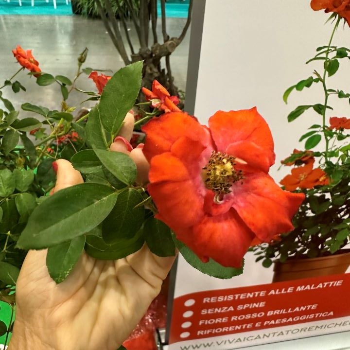 Rosa sem picos
