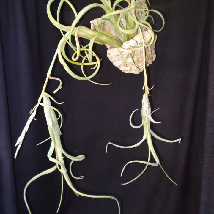 Tillandsia intermedia
