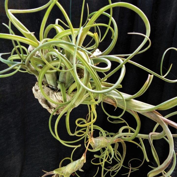Tillandsia intermedia