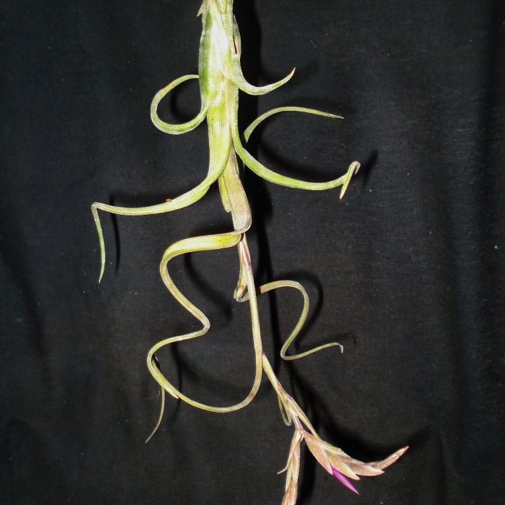 Tillandsia intermedia