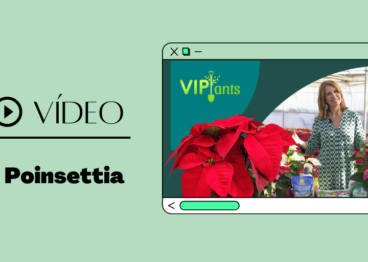 video viplant poinsettia destaque